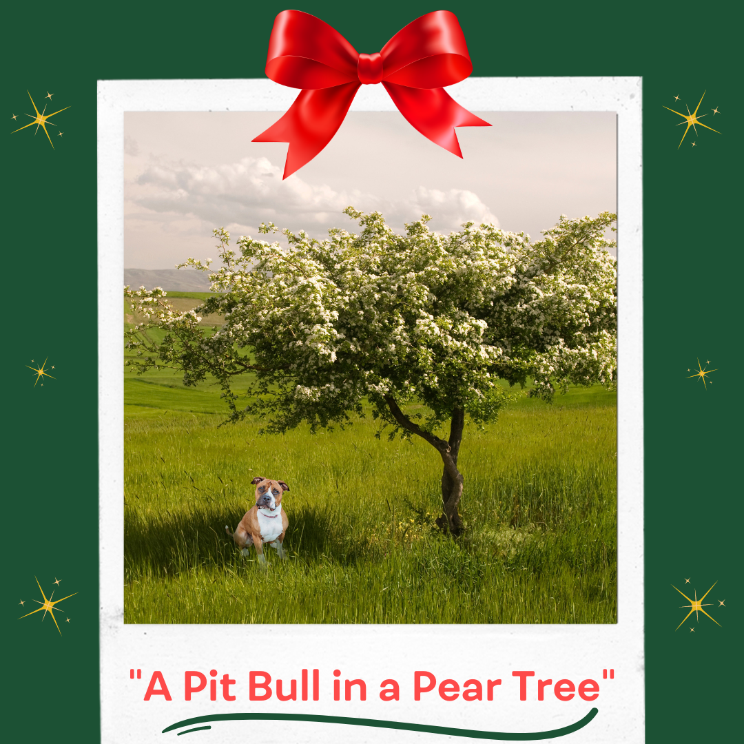 A Pit Bull in a Pear Tree