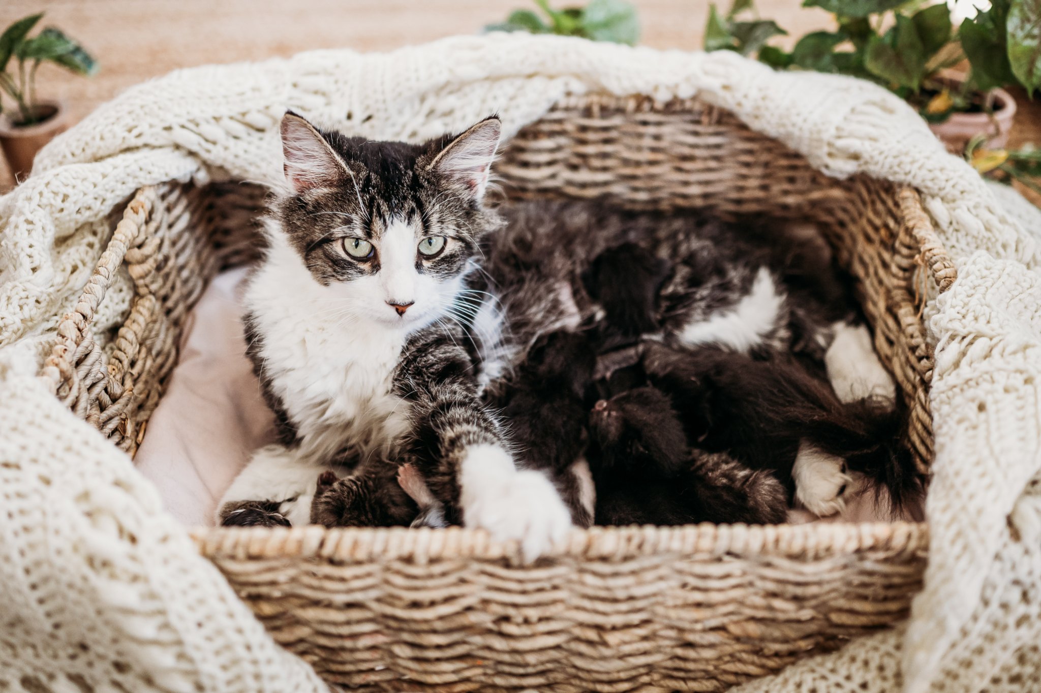 Momma cat with kittens