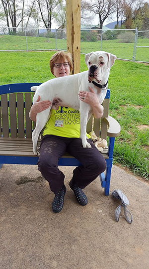 Volunteer in yellow shirt with large white dog standing on lap