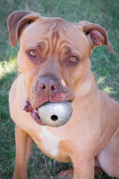 large dog holding ball in mouth