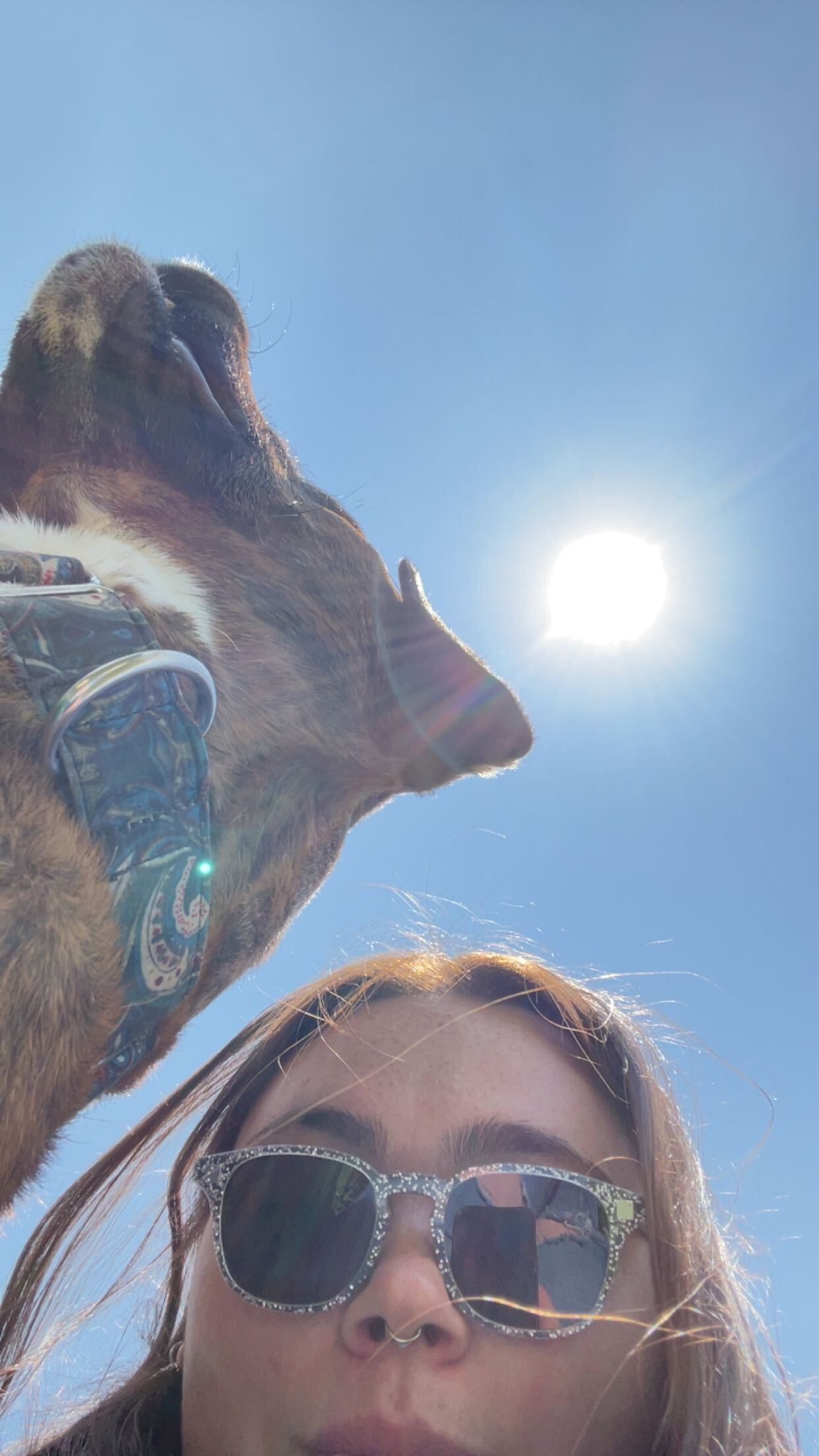 Brown brindle Rumble looks off while brunette woman with sunglasses looks at camera