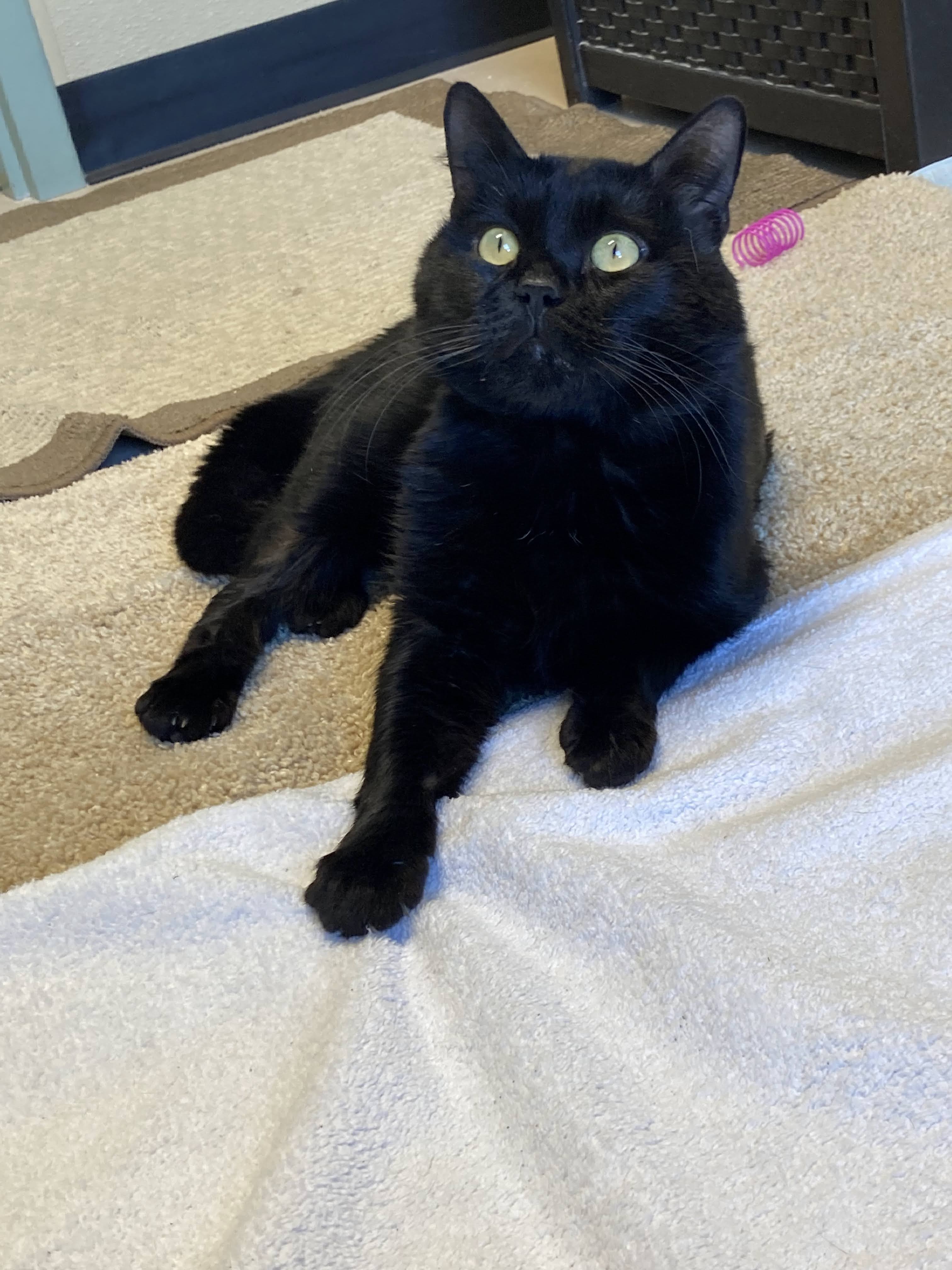 Black cat laying on towels and rugs