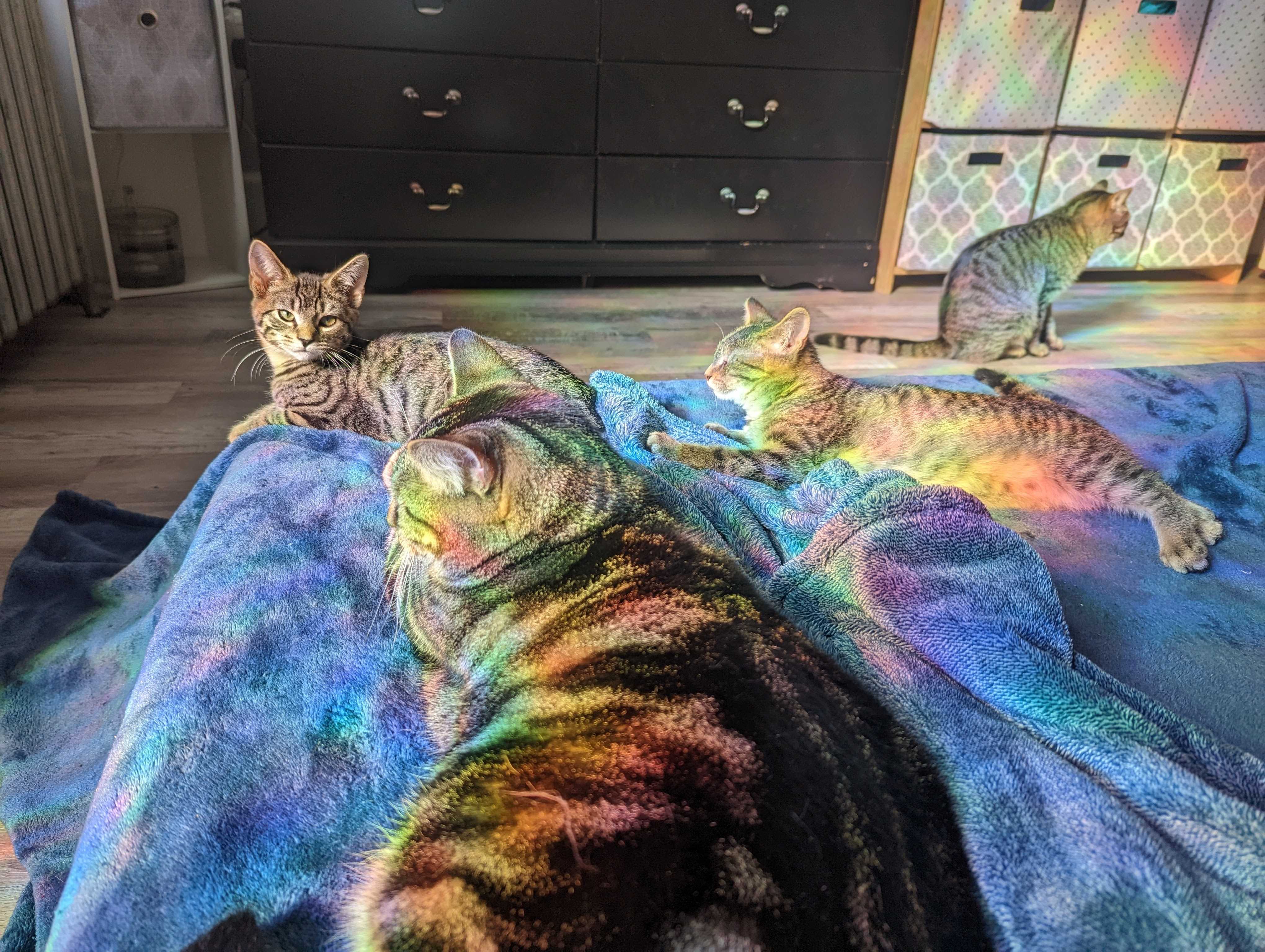 4 brown tabby cats laying on a blue blanket on a bed