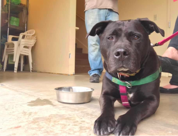 black dog on floor next to water dish