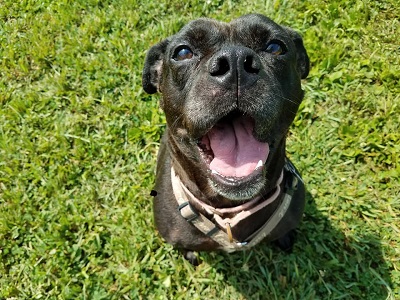 Black dog smiling in green grass