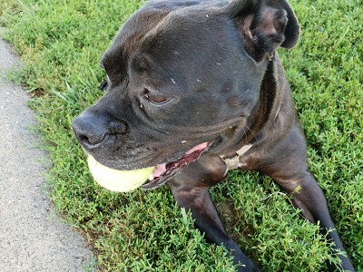 Black dog with tennis ball in grass