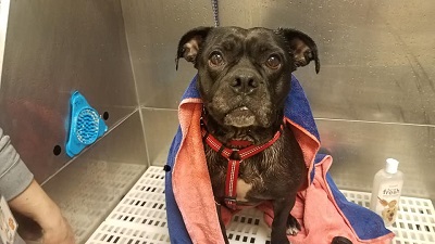 black dog in bathtub with towel