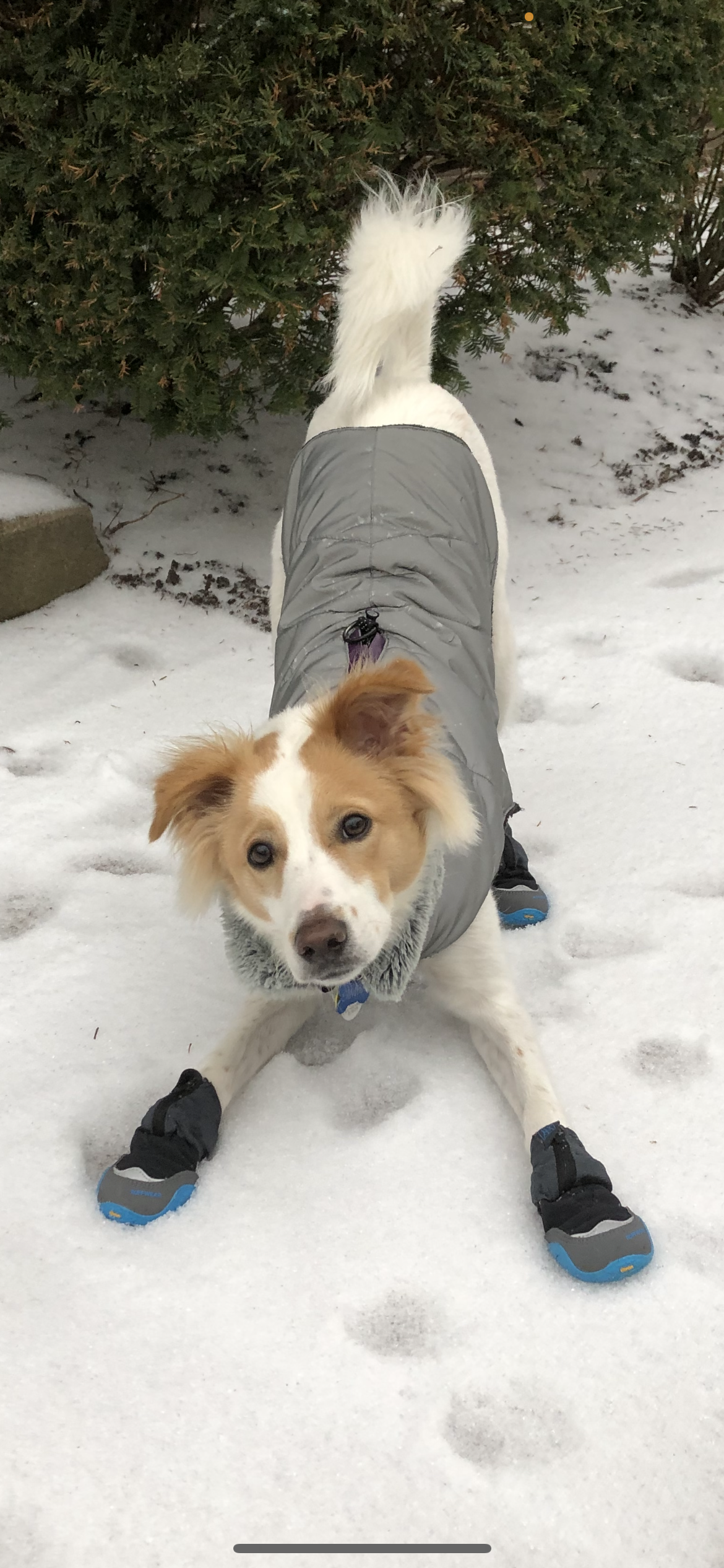 Tan and white dog in coat and booties play bowing in the snow