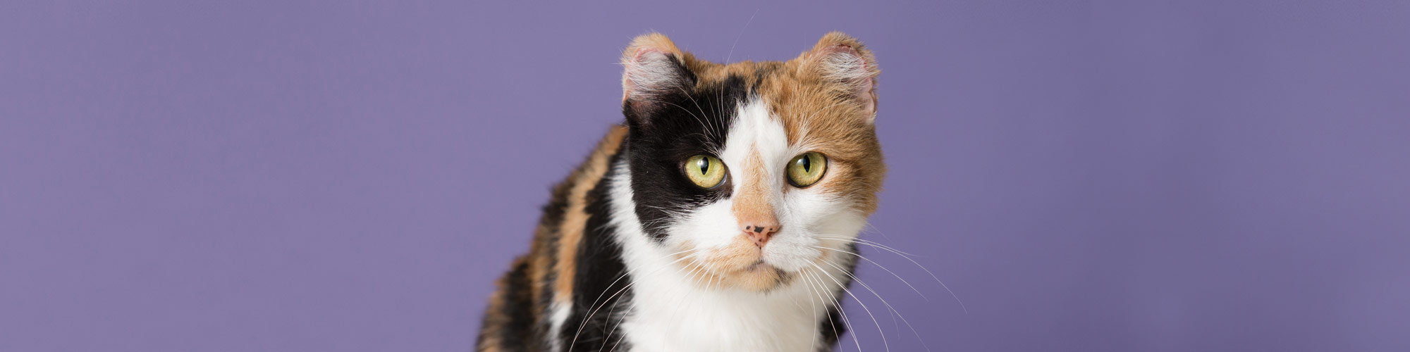 A cat with white, brown, and black markings looks forward at the camera