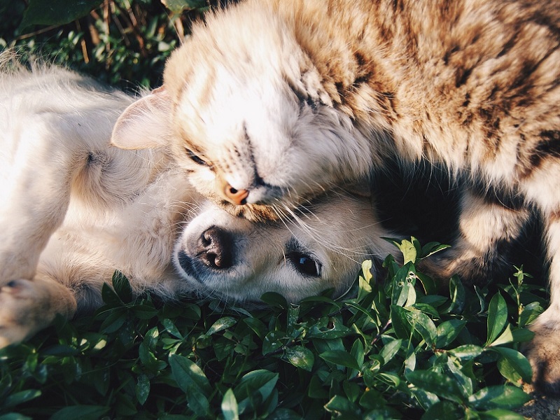 Cat and dog snuggling together.