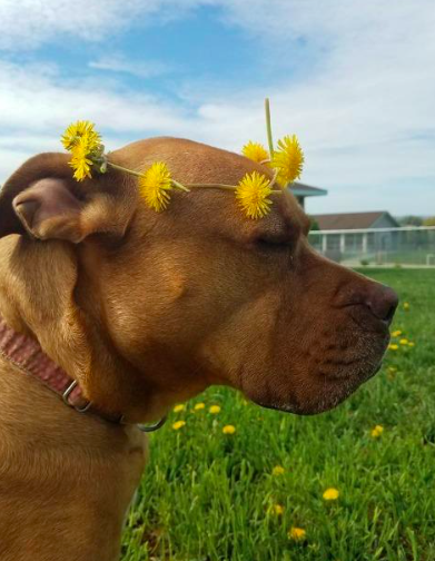 dog in grass with flower crown