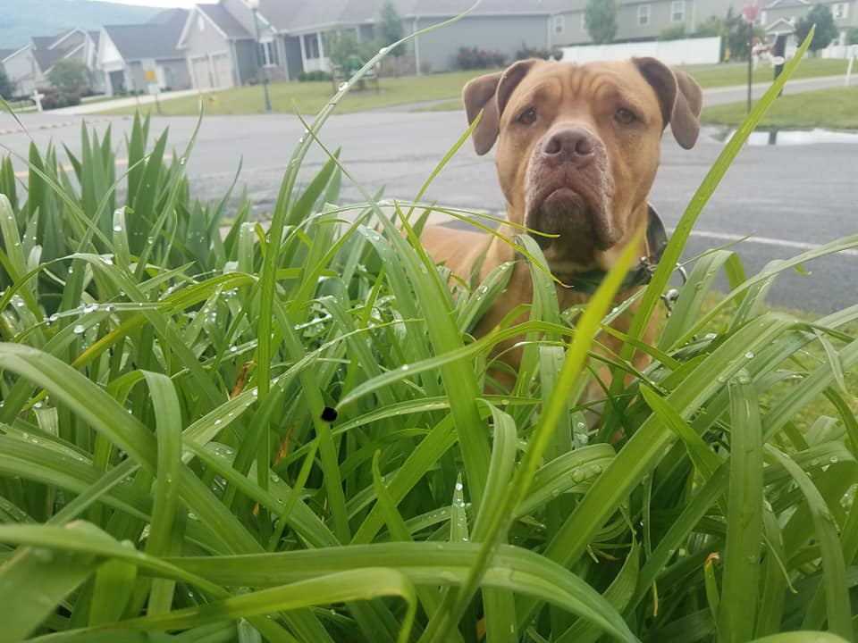 Large dog in grass on sunny day