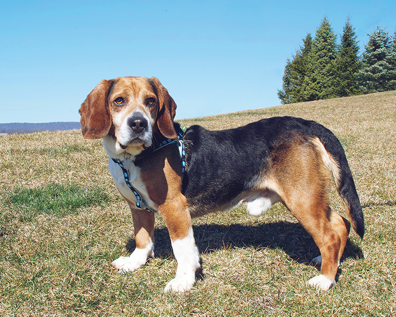 Beagle Huckleberry