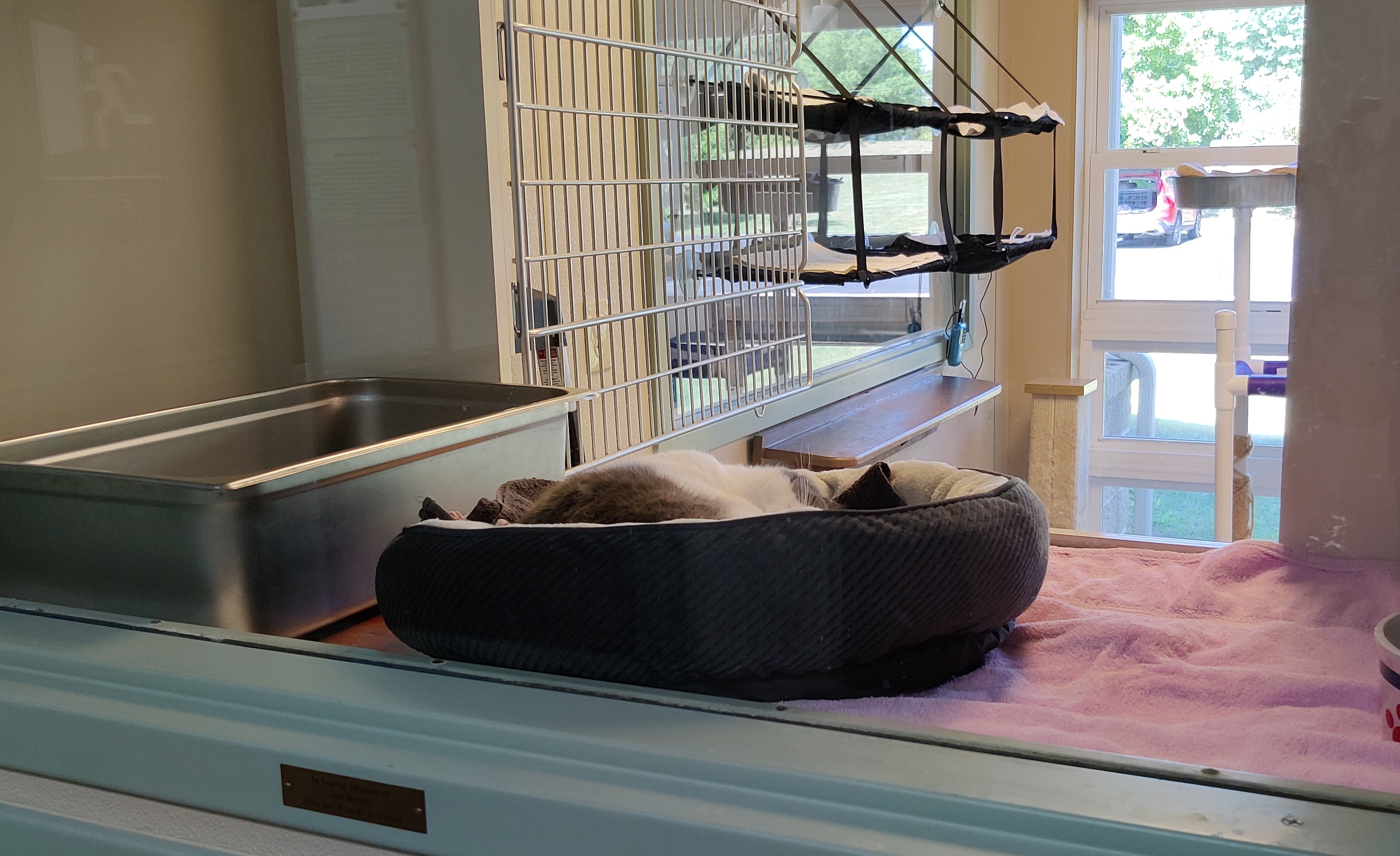 Sunroom cat cage with sleeping cat