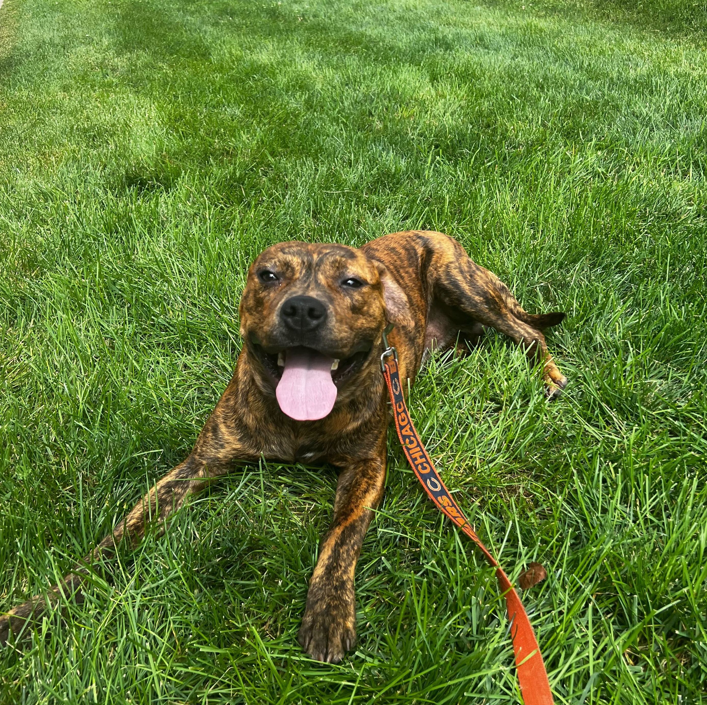 Brown brindle dog in green grass with bears leash on