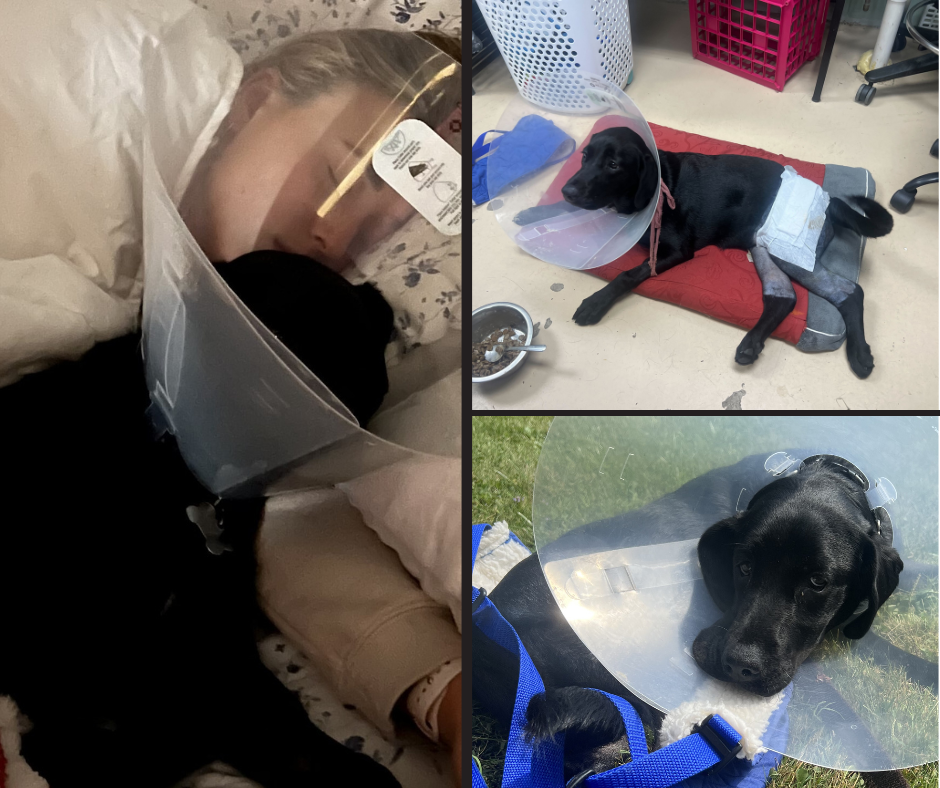 Collage of black dog with e-collar on