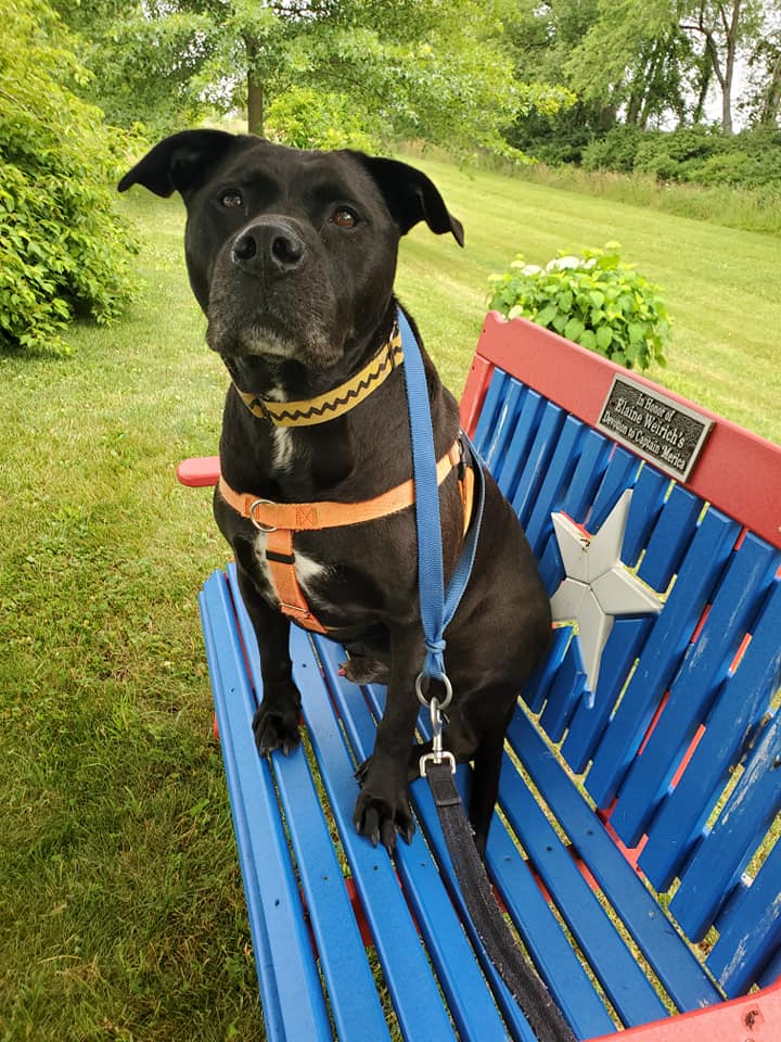 Black dog on bench