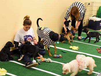 Dogs playing with each other and humans on a fake football field