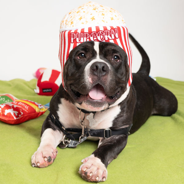 Dog in a popcorn hat