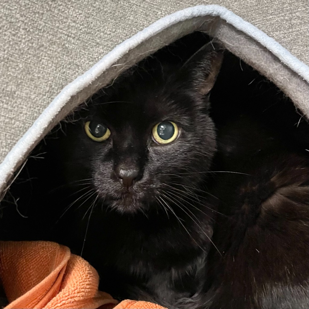 Black cat in cubby hiding