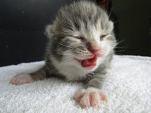 little newborn kitten