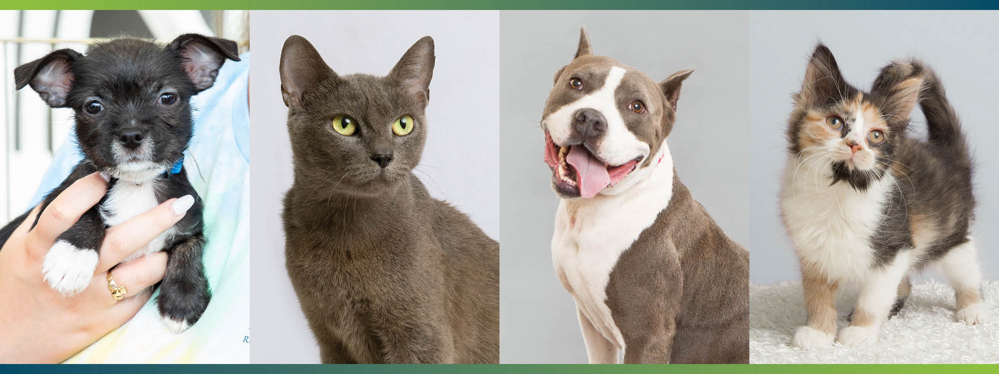 Two dogs and two cats